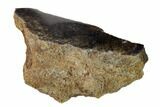 Polished Dinosaur Bone (Gembone) Section - Utah #151446-2